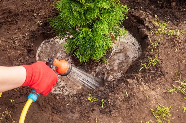 Kırmızı eldiven giyen biri köklerini sıkıca tutmak ve gelişmesine yardımcı olmak için bahçeye yeni dikilmiş yeşil bir çalıyı suya sokar..