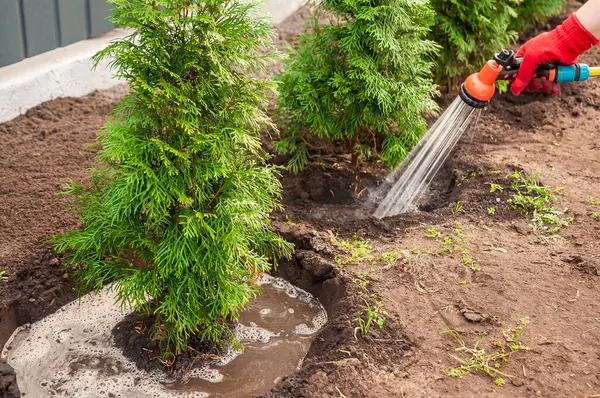 Kırmızı eldiven giyen bir insan, bahçeye diktikten sonra uygun su ihtiyacını karşılamak için arka arkaya yemyeşil ağaçlar diker..
