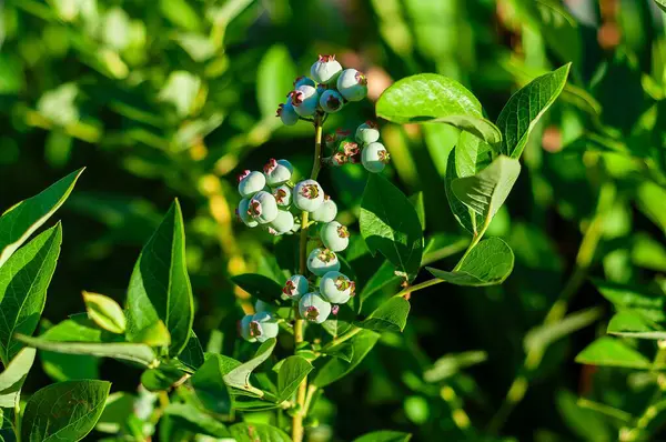 Çalının üzerinde olgunlaşmamış bir yaban mersini kümesinin yer aldığı yakın çekim yaz güneşinde canlı yeşil yapraklarla çevrili..