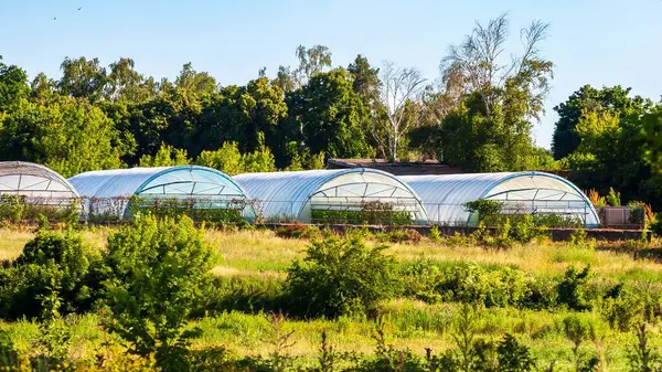 Güneşli bir günde yakalanan bu manzara, ön planda canlı yeşillik ve arka planda yemyeşil bir ağaç çizgisi bulunan birden fazla serayı gözler önüne seriyor..