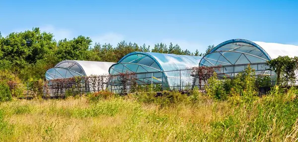 Berrak bir günde, açık mavi gökyüzünün altında, yemyeşil ağaçların önündeki uzun çimlerin üzerinde üç sera duruyor..