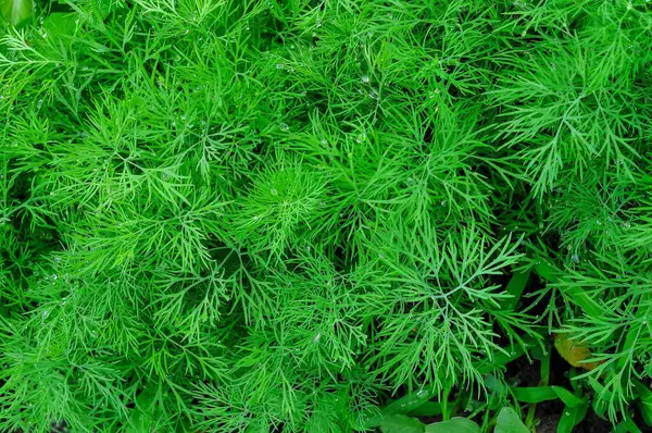 Bahçede yetişen otlar, salatalarda, çorbalarda ve çeşitli lezzetli yemeklerde aşçılık için hasat edilmeye hazır..