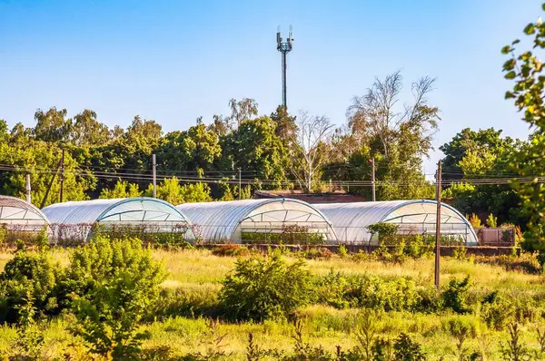 Güneşli bir tarlada seralar, yemyeşil ağaçlar ve arka planda bir baz istasyonu olan bir manzara..