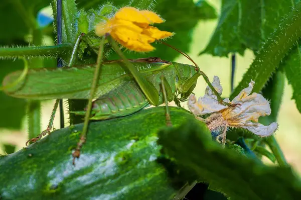 Yakın plan çekimde, canlı sarı ve solgun beyaz çiçeklerin arasında salatalığın üzerine tünemiş büyük yeşil bir çekirge yer alır..