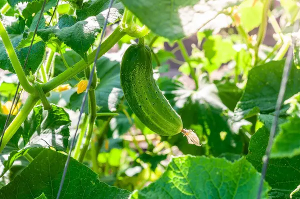 Yakın plan, güneşli bir günde bahçedeki yemyeşil yapraklarla çevrili, salatalıktan sarkan canlı yeşil bir salatalık gösteriyor..