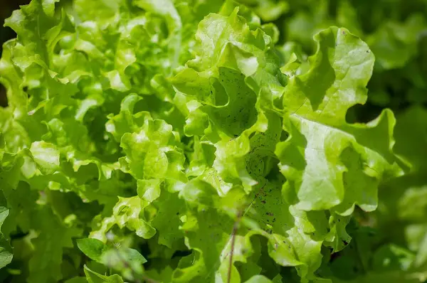 Parlak güneş ışığında büyüyen canlı yeşil marul yakın plan, hafif kusurlu taze yapraklar ve güzel dokular gösteriyor..