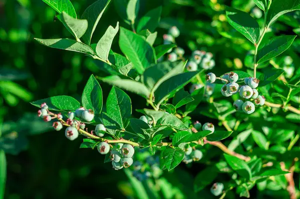 Olgunlaşmamış yaban mersinli yaban mersini çalılarının yakın plan çekimi canlı yeşil yaprakları ve küçük, gelişmekte olan meyveleri ayrıntılı olarak gösteriyor..