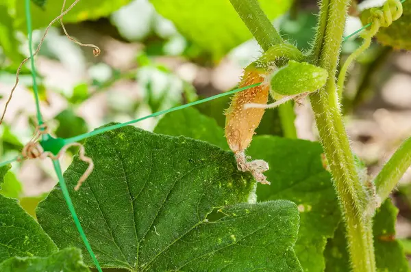 Sarmaşıkta büyüyen genç bir salatalığın yakın çekimi gelişimin ilk aşamalarını ve çevresini gözler önüne seriyor..