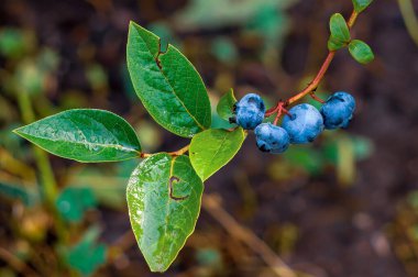 Sarmaşıkta, yemyeşil yaprakların arasında, su damlacıklarıyla parlayan canlı yaban mersinlerinden oluşan bir küme..