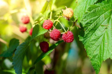 Çalının üzerinde yetişen olgun ahudududuların yakın plan çekimi, bazıları toplamaya hazır, güneş ışığında..