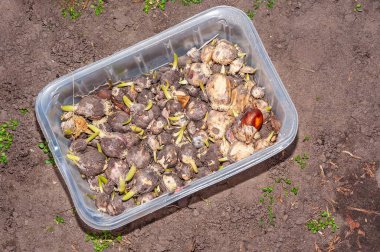 Bahçeye ekilmeye hazır yeşil filizlenen çiçeklerle dolu şeffaf plastik bir konteynır..