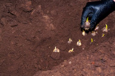 Siyah eldivenler takan, koyu kahverengi toprağa çiçek açan ampuller eken, bahar çiçeklerine hazırlanan bir elin yakınına..