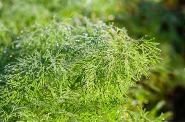 Canlı yeşil dereotu bitkisine yakın, sabah güneşi altında parlayan su damlacıklarıyla kaplı, arka plan veya botanik temalar için mükemmel..