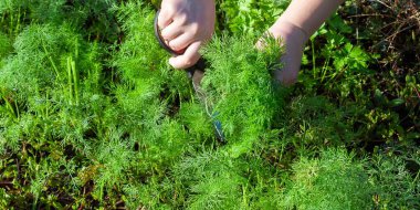 Güneşli bir günde bahçeden taze, yeşil dereotu toplamak için makas kullanarak ellerini kapat. Ev yapımı organik yiyecekler..