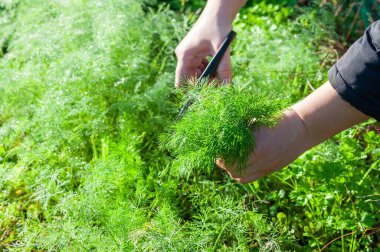 Yakın plan çekimde makas kullanarak gelişmekte olan bir bahçeden taze, yeşil dereotu toplayarak doğal otları ve bahçıvanlık faaliyetlerini ön plana çıkarıyorlar..