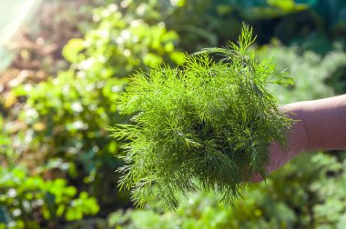 Taze toplanmış dereotu yapraklı bir bahçe arka planına karşı, yemek tarifleri ya da bahçe işlerinin keyfi için mükemmel..
