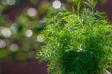 Parlak güneş ışığında çiğ damlalarıyla kaplanmış taze, yeşil dereotunun yakın çekimi, hasat için hazır bir bahçede yetişiyor..