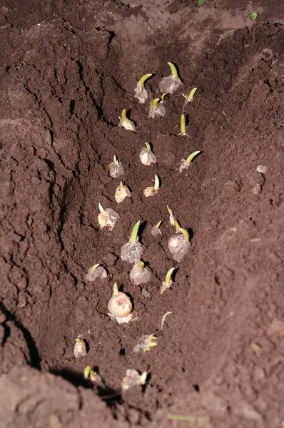 Yakından bakınca karanlığa yeni ekilmiş nergis soğanlarının yeşil yapraklarını gün ışığına doğru filizlendirmeye başladığını görüyoruz..