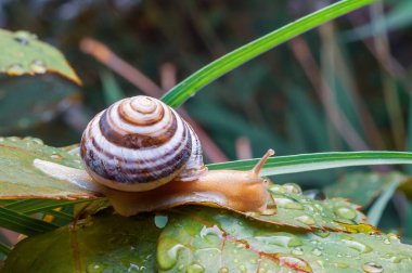Bir bahçe salyangozu çiğ yeşil bir yaprağın üzerinde dinleniyor, çizgili kabuğunu ve parıldayan vücudunu sergiliyor, doğanın güzelliğine bir dokunuş ekliyor..