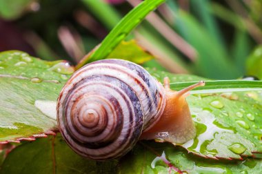 Bir salyangoz, bahçedeki su damlacıklarıyla çevrili ıslak yeşil bir yaprağın üzerinde emekler ve eşsiz kabuk desenini gösterir..