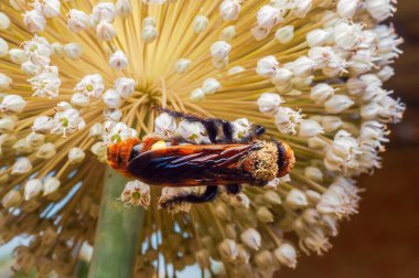 Polenle kaplanmış kahverengi bir eşekarısının detaylı görüntüsü, parlak sarı bir merkezi olan alyum çiçeğinin beyaz çiçeklerine yapışmış..