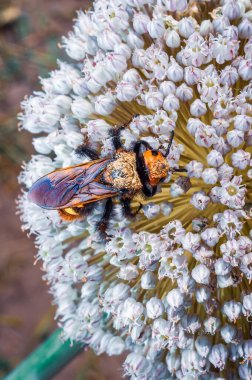 Canlı, turuncu başlı, polenle kaplı bir mason arısı, bir soğan çiçeğinin üzerinde duruyor, tozlaşmasına katkıda bulunuyor ve simbiyotik bir ilişkiyi gösteriyor..