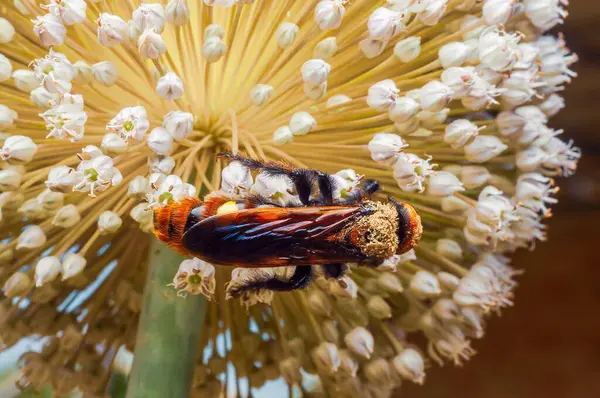 Polenle kaplanmış kahverengi bir eşekarısının detaylı görüntüsü, parlak sarı bir merkezi olan alyum çiçeğinin beyaz çiçeklerine yapışmış..