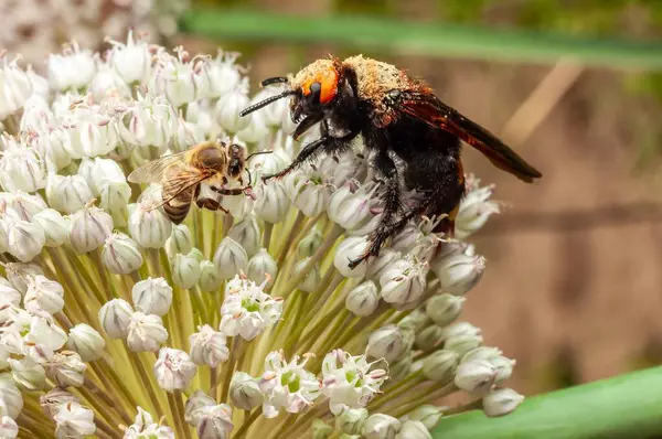 Bir bal arısı ve bir skoli yaban arısı çiçek açan bir sarımsak soğanının üzerinde, yaban arısı polenle kaplıdır. Makro çekim, tozlaştırıcılar iş başında..