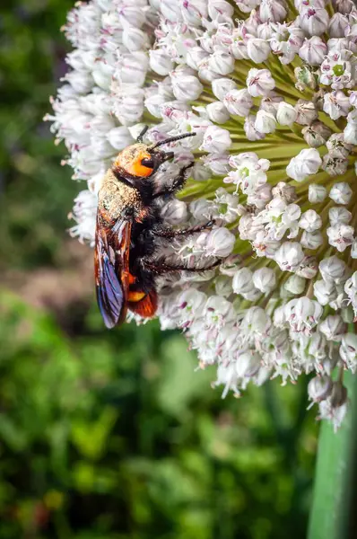 Renkli bir mamut eşekarısı zarif beyaz bir çiçek demetinin üzerinde duruyor. Parlak, güneşli bir günde doğal bir bahçede polen topluyor..