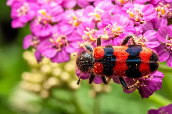 Kareli bir böcek canlı pembe yarrow çiçeklerinin üzerinde dinlenir ve bahçe düzeninde canlı bir renk ve doku kontrastı yaratır..