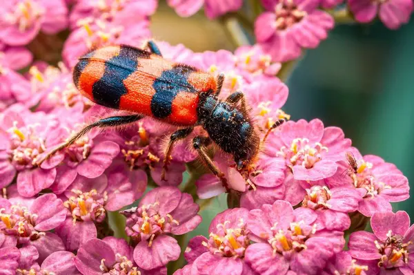 Baharda bahçede, parlak pembe kiraz çiçeklerinin üzerinde sürünen bir arı böceği. Yakın plan..