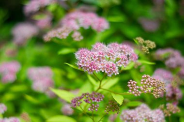 Yeşillik yeşilliklerle çevrili, çiçek açmış narin pembe spirea çiçeklerinin yakın görüntüsü..