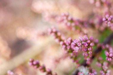 Pembe çiçekli Tamarix Parviflora bitkisinin kapağı güneşli bir baharda, dinginlik ve doğal güzelliği çağrıştırıyor..