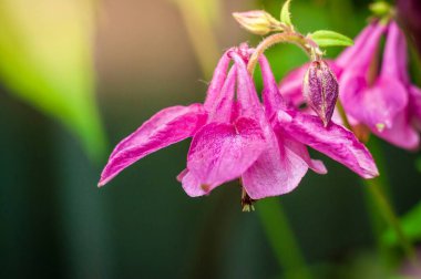 Yakın plan, canlı pembe renkleri ve çiçek açmış bir kolumbanın narin detaylarını yakalar. Benzersiz şeklini ve çekiciliğini gözler önüne serer..