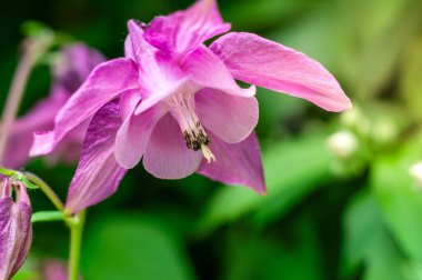 Arka planda bulanık yeşil yapraklı güzel pembe bir Aquilegia çiçeğine yakın plan, sığ bir tarla derinliği olan doğal ışık altında yakalanır..