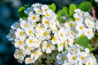 Spirea çiçeklerini kapatın, zarif beyaz yapraklarını ve sarı merkezlerini gösterin, doğal güneş ışığı altında yemyeşil yapraklarla çevrili..