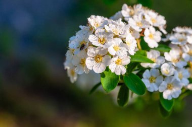 Sarı merkezli narin beyaz çiçeklerin yakın çekimi yumuşak ve bulanık bir arka planda doğanın karmaşık ayrıntılarını gözler önüne seriyor..