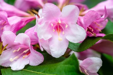 Weigela Florida 'nın narin pembe ve beyaz taç yapraklarıyla açtığı yakın çekim çiçekleri çiçeğin yapısının karmaşık detaylarını gözler önüne seriyor..