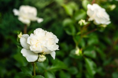 Diğer güller ve yemyeşil yapraklarla çevrili tek bir beyaz buzdağının tam çiçeklenmiş görüntüsü..