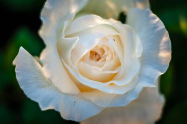 Nazik, beyaz bir gülün yakından görünüşü, yaprakları nazikçe açılır. Yumuşak ışık güzelliğini artırır, huzurlu bir görüntü yaratır..