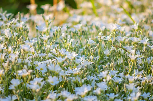 Yakın çekim, yaz aylarında karla kaplı çiçeklerin narin güzelliklerini yakalar, el değmemiş beyaz yapraklarını ve canlı yeşil yapraklarını sergiler..
