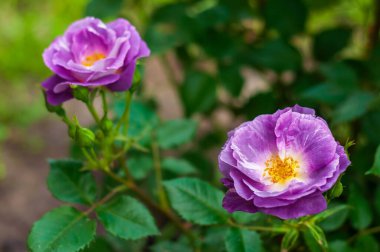 Çiçek açmış iki canlı mor gül, yaprakları büyüleyici bir açık ve koyu renk gölge karışımı, yemyeşil yapraklara biraz zarafet katıyor..