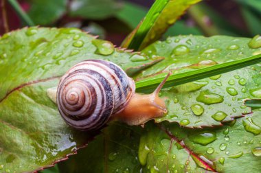 Su damlacıklarıyla kaplı canlı yeşil bir yaprağın üzerinde sürünen bir salyangozun yakın çekimi taze ve doğal bir manzara yaratır..