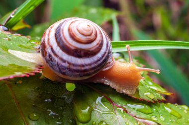 Su damlacıklarıyla kaplı canlı yeşil bir yaprağın üzerinde sürünen kahverengi ve beyaz kabuklu şeritli bir salyangoz.