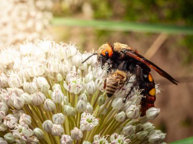Bahçede güneşli bir günde beyaz bir çiçeğin üzerinde dikilen bir bal arısıyla birlikte bir eşek arısı görülüyor..