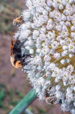 Yakından çekilen bir fotoğraf bal arılarını ve bir eşekarısını doğal ortamdaki Allison çiçeğinin narin çiçeklerinden polen toplarken çeker..