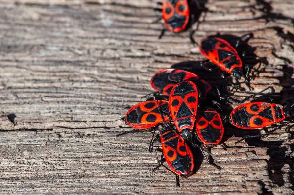 Ateşböceği kümesi, aynı zamanda pyrrhocoris apterus olarak da bilinir, yıpranmış ahşap bir yüzey üzerinde toplanır, canlı renkleri öne çıkar..