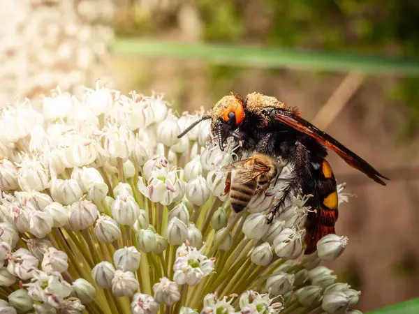Bahçede güneşli bir günde beyaz bir çiçeğin üzerinde dikilen bir bal arısıyla birlikte bir eşek arısı görülüyor..