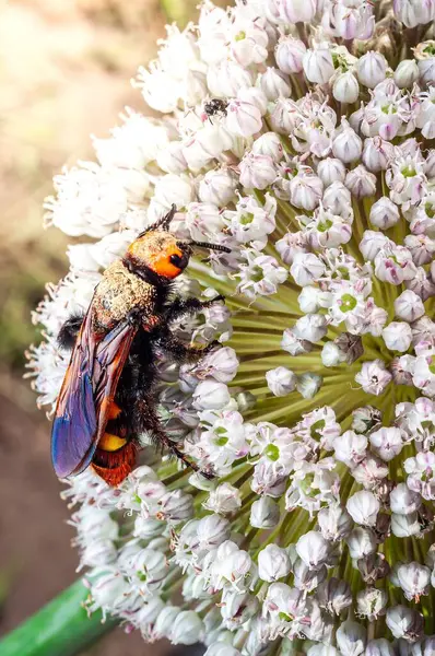 Çarpıcı turuncu kafasıyla dev bir skolyoid eşek arısı, bir Allium çiçeğinin narin beyaz çiçekleri arasında avlanır..