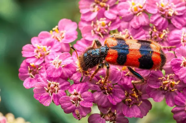 Trichodes apiarius böceği doğal ışıkta ışıl ışıl parlayan bahçedeki kuş kuşunun parlak pembe çiçeklerinin üzerinde dinleniyor..